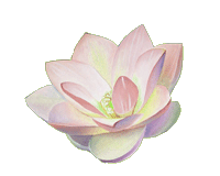 Japanese Lotus